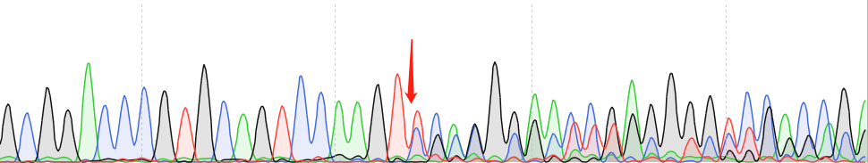 A549-CAS9 cell line Product Validation Data（RT-QPCR）