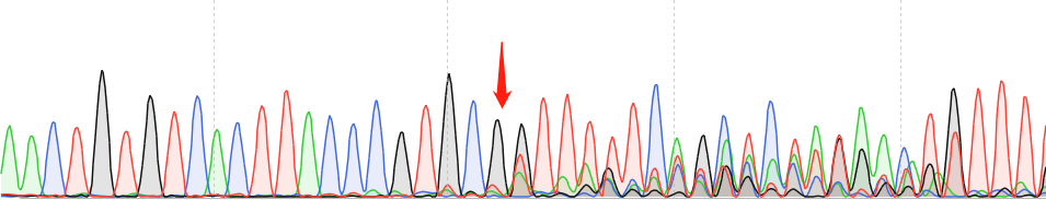 B16-F10-CAS9 cell line Product Validation Data（RT-QPCR）