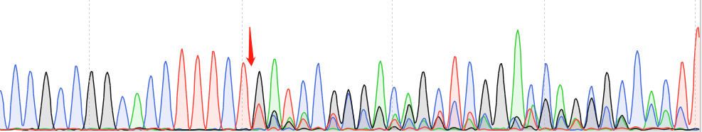 BEAS-2B-CAS9 cell line Product Validation Data（RT-QPCR）