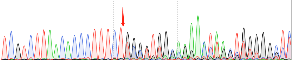 C2C12-CAS9 cell line Product Validation Data（RT-QPCR）