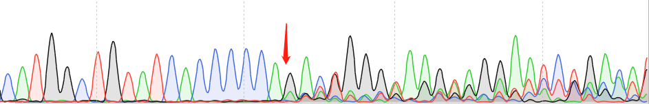 CNE1-CAS9 cell line Product Validation Data（RT-QPCR）