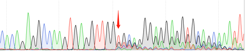 CNE2-CAS9 cell line Product Validation Data（RT-QPCR）