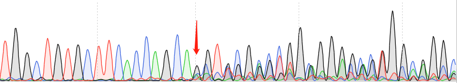 HGC-27-CAS9 cell line Product Validation Data（RT-QPCR）