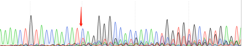 KYSE-30-CAS9 cell line Product Validation Data（RT-QPCR）