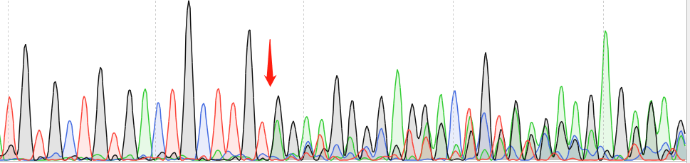 RKO-CAS9 cell line Product Validation Data（RT-QPCR）