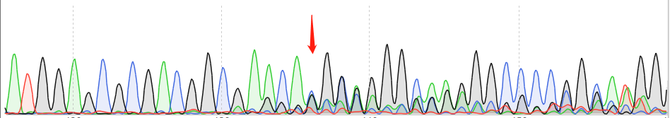 SGC-7901-CAS9 cell line Product Validation Data（RT-QPCR）