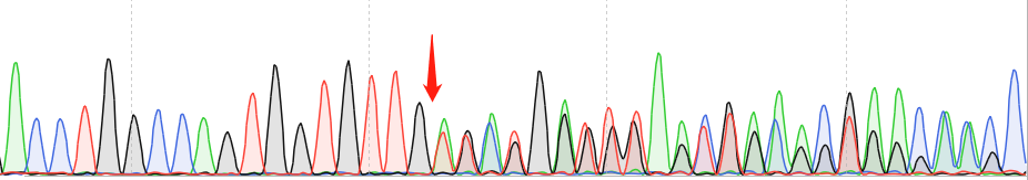 SK-MES-1-CAS9 cell line Product Validation Data（RT-QPCR）